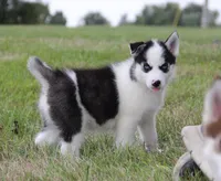 Akc Naga, a female Siberian Husky for sale in Carrollton, MO – 8 of 9