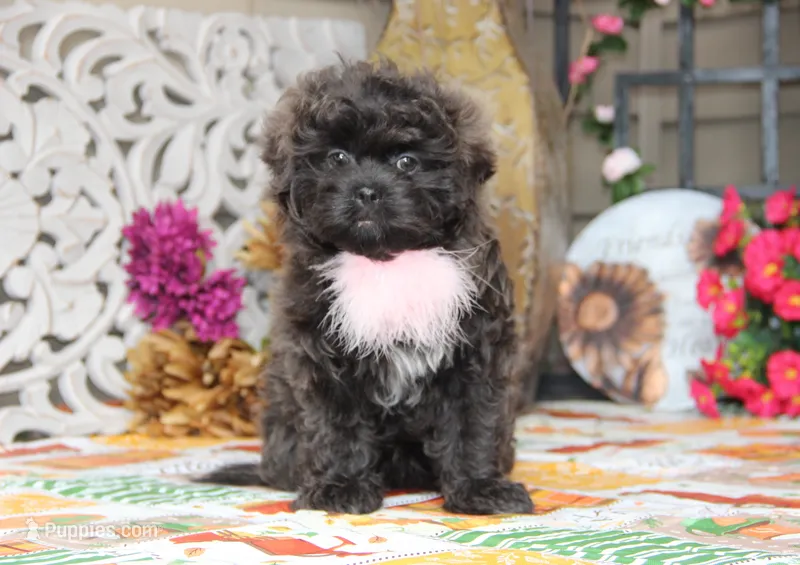 Lavender  – Bichon Frise, Shichon puppy for sale in Carrollton, MO