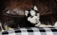 Akc Nero, a male Siberian Husky for sale in Carrollton, MO – 10 of 10