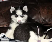 Akc Nero, a male Siberian Husky for sale in Carrollton, MO – 9 of 10