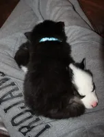Akc Aero, a male Siberian Husky for sale in Carrollton, MO – 2 of 9