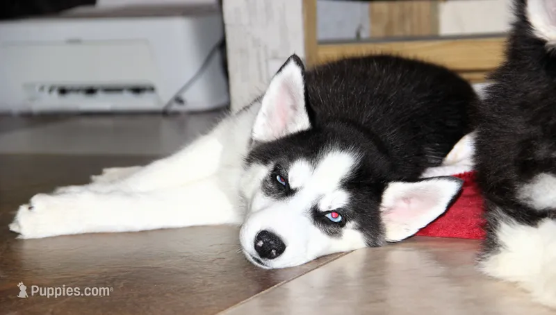 Akc Vivi – Siberian Husky puppy for sale in Carrollton, MO