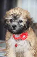 Yume, a male Bichon Frise and Shichon for sale in Carrollton, MO – 3 of 10
