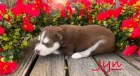 Akc Jyn, a female Siberian Husky for sale in Carrollton, MO – 6 of 6