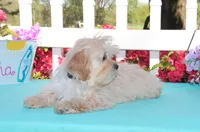 Oakley, a male Shichon for sale in Carrollton, MO – 6 of 10