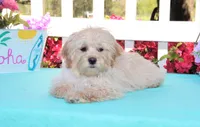 Oakley, a male Shichon for sale in Carrollton, MO – 5 of 10