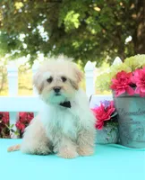 Oakley, a male Shichon for sale in Carrollton, MO – 1 of 10