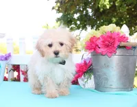 Oakley, a male Shichon for sale in Carrollton, MO – 3 of 10