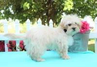 Oakley, a male Shichon for sale in Carrollton, MO – 10 of 10