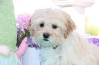 Oakley, a male Shichon for sale in Carrollton, MO – 9 of 10