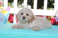 Oakley, a male Shichon for sale in Carrollton, MO – 7 of 10