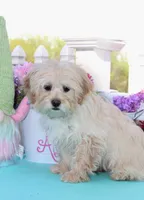 Oakley, a male Shichon for sale in Carrollton, MO – 8 of 10