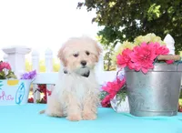 Oakley, a male Shichon for sale in Carrollton, MO – 2 of 10