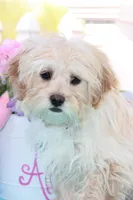 Oakley, a male Shichon for sale in Carrollton, MO – 4 of 10