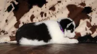 Akc Vivi, a female Siberian Husky for sale in Carrollton, MO – 5 of 10