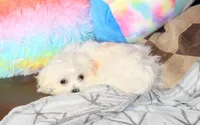 Jiggy, a male Shichon for sale in Carrollton, MO – Photo 3 of 10
