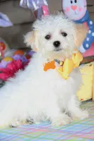 Jiggy, a male Shichon for sale in Carrollton, MO – Photo 4 of 10