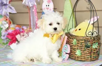 Jiggy, a male Shichon for sale in Carrollton, MO – Photo 5 of 10