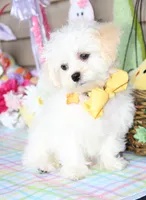 Jiggy, a male Shichon for sale in Carrollton, MO – Photo 9 of 10