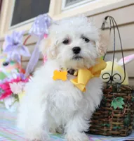 Jiggy, a male Shichon for sale in Carrollton, MO – Photo 1 of 10