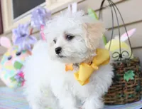 Jiggy, a male Shichon for sale in Carrollton, MO – Photo 10 of 10