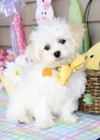 Jiggy, a male Shichon for sale in Carrollton, MO – Photo 8 of 10