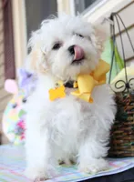 Jiggy, a male Shichon for sale in Carrollton, MO – Photo 7 of 10