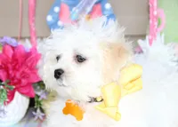 Jiggy, a male Shichon for sale in Carrollton, MO – Photo 2 of 10