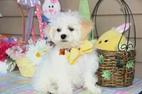 Jiggy, a male Shichon for sale in Carrollton, MO – Photo 6 of 10