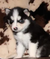 Akc Aero, a male Siberian Husky for sale in Carrollton, MO – 4 of 9