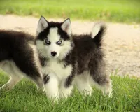 Akc Wookie, a male Siberian Husky for sale in Carrollton, MO – 5 of 10