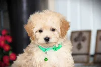 Helious, a male Shichon for sale in Carrollton, MO – 3 of 10
