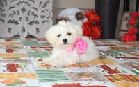 Didi, a female Bichon Frise and Shichon for sale in Carrollton, MO – 6 of 9