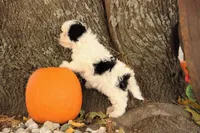 processed/8c21e2e5-3f84-4f03-b08e-65990c2d58d6/listing/d697c50b-ee08-42c9-9a46-f15f20d104d5/55437232-7cf0-4e8d-9e3a-babf762a325a