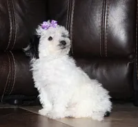 Candy, a female Shichon for sale in Carrollton, MO – Photo 4 of 10