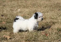Candy, a female Shichon for sale in Carrollton, MO – Photo 7 of 10