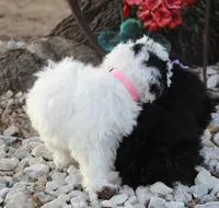 Candy, a female Shichon for sale in Carrollton, MO – Photo 8 of 10