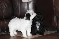 Candy, a female Shichon for sale in Carrollton, MO – Photo 6 of 10