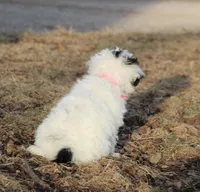 Candy, a female Shichon for sale in Carrollton, MO – Photo 5 of 10