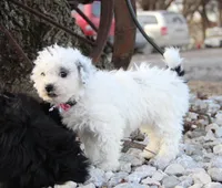 Candy, a female Shichon for sale in Carrollton, MO – Photo 9 of 10