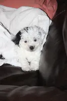 Candy, a female Shichon for sale in Carrollton, MO – Photo 2 of 10