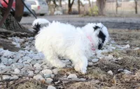 Candy, a female Shichon for sale in Carrollton, MO – Photo 10 of 10