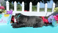 Renn, a male Shichon for sale in Carrollton, MO – 7 of 10