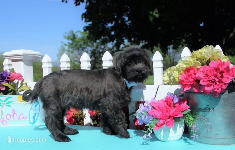 Renn – Shichon puppy for sale in Carrollton, MO