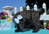 Renn, a male Shichon for sale in Carrollton, MO – 3 of 10