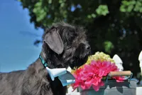 Renn, a male Shichon for sale in Carrollton, MO – 9 of 10