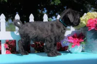 Renn, a male Shichon for sale in Carrollton, MO – 6 of 10