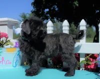 Renn, a male Shichon for sale in Carrollton, MO – 5 of 10