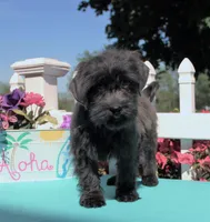Renn, a male Shichon for sale in Carrollton, MO – 4 of 10