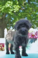 Renn, a male Shichon for sale in Carrollton, MO – 10 of 10